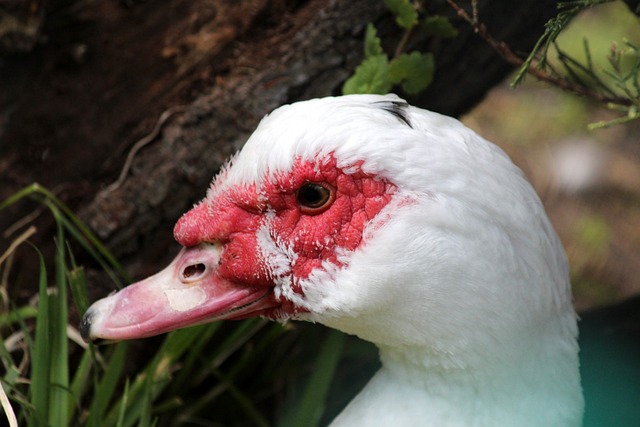 还是临场心 还是临场心