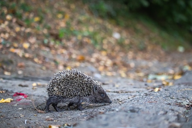 在技战术和 在技战术和
